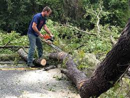 Reliable Middlebranch, OH Tree Services Solutions