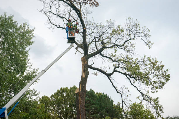 How Our Tree Care Process Works  in  Middlebranch, OH